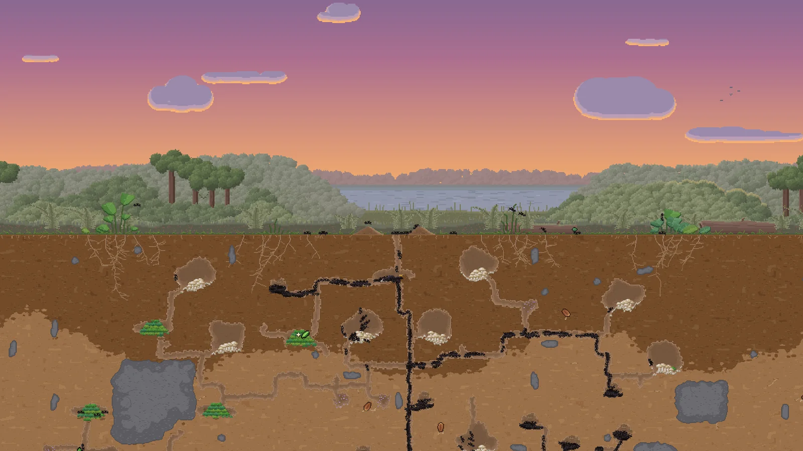 An Ant Architect leafcutter ant colony beneath a meadow at sunset
